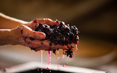 Ripasso & Beyond: Discovering Winemaking’s Secret Techniques
