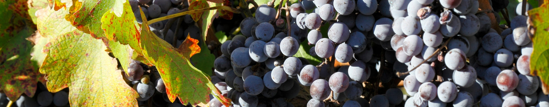 Cabernet Sauvignon