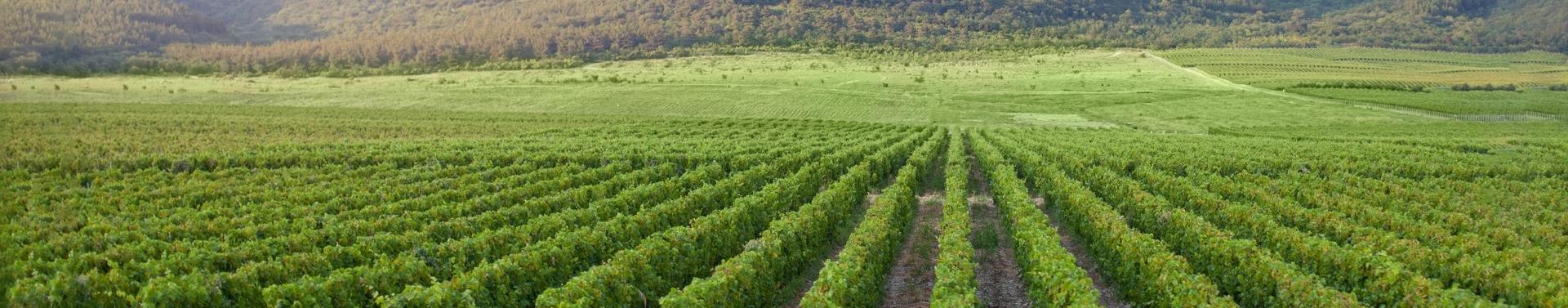 Southern Rhone