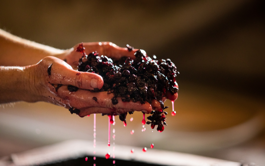 Ripasso & Beyond: Discovering Winemaking’s Secret Techniques