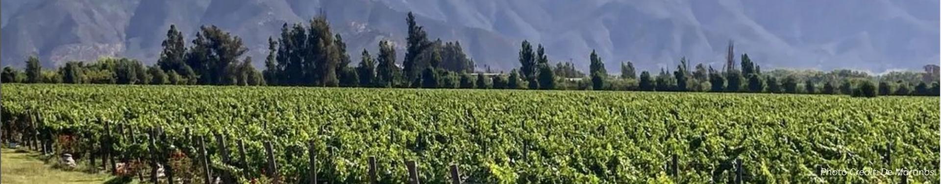 Maipo Valley