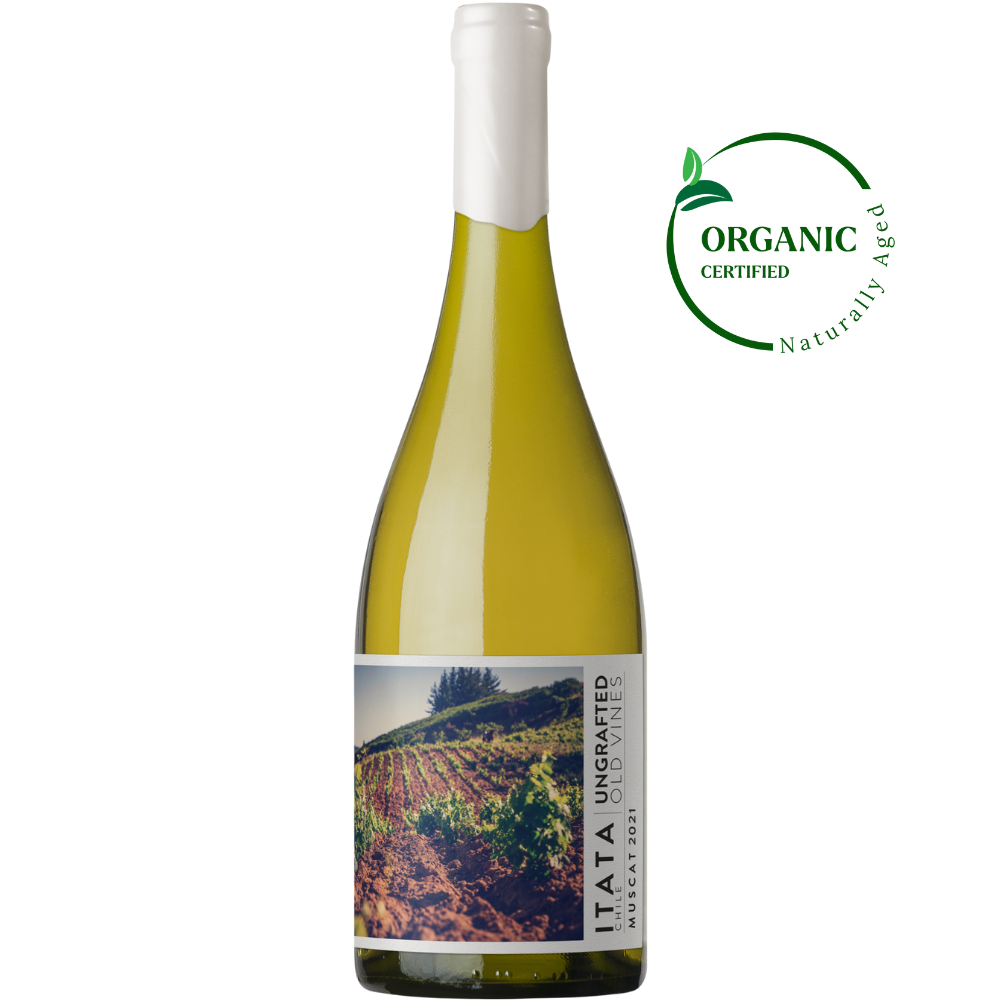 Ungrafted Muscat 2021